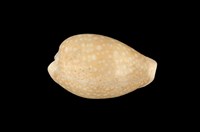 藏品(初雪寶螺)的圖片